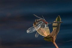 David Plant Photography - Wildlife Photography - White-faced darter - N
